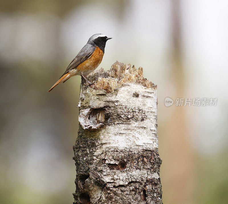 红尾鸲(Phoenicurus Phoenicurus)雄性